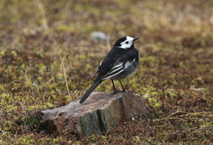 Bird pictures by Betty Fold Gallery